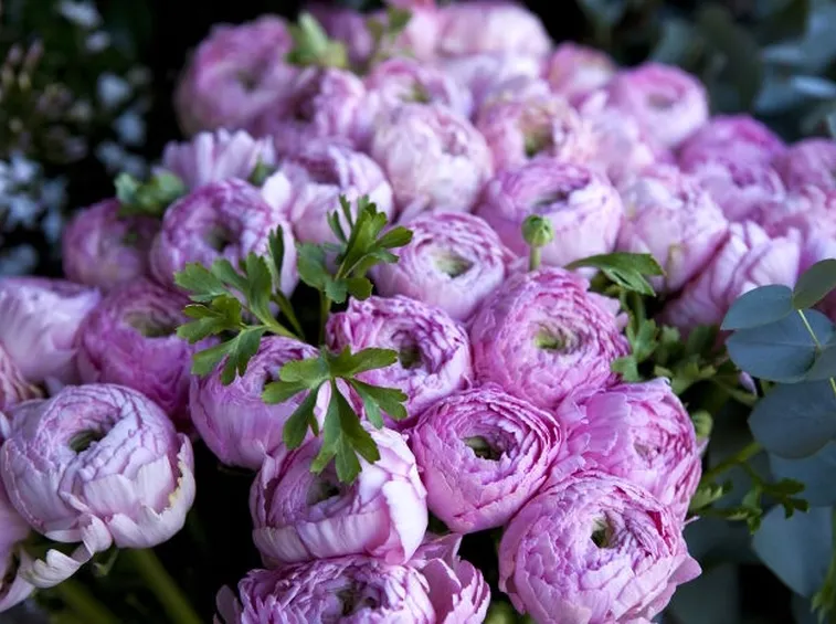 Fioritura peonia