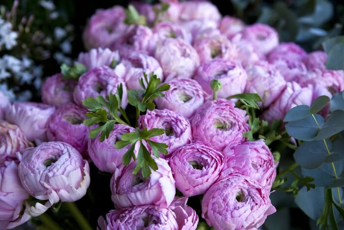 Fioritura peonia