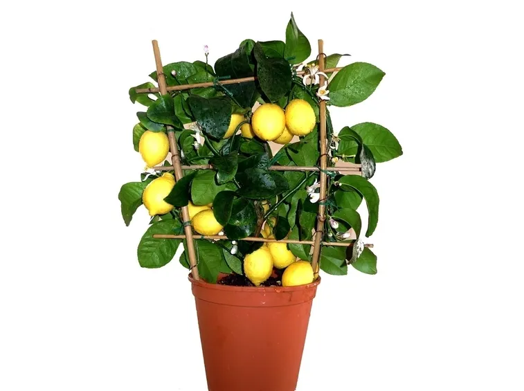 Fumaggine sugli agrumi