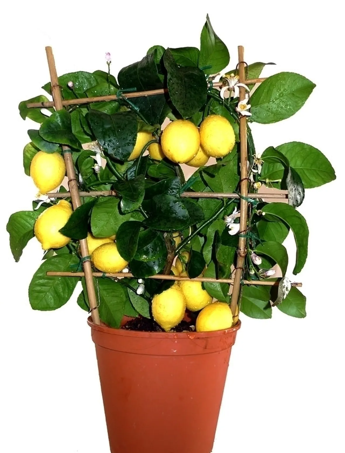 Fumaggine sugli agrumi