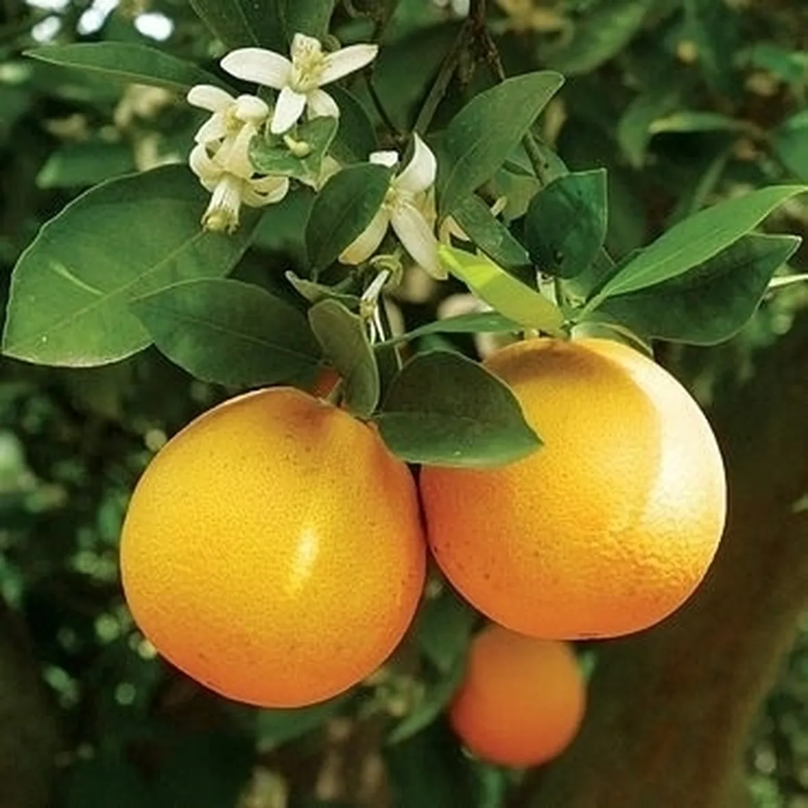 Gli agrumi in giardino