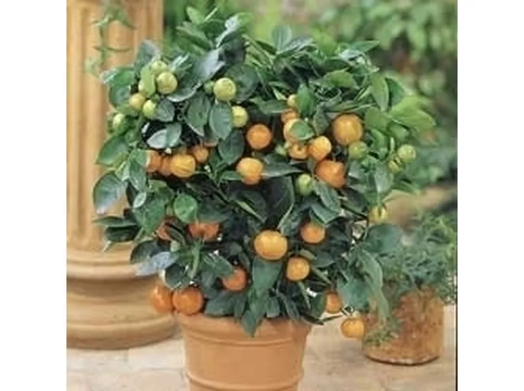 Gli alberi di agrumi