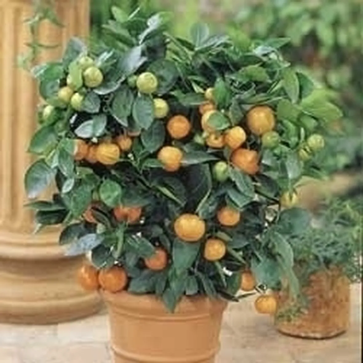 Gli alberi di agrumi