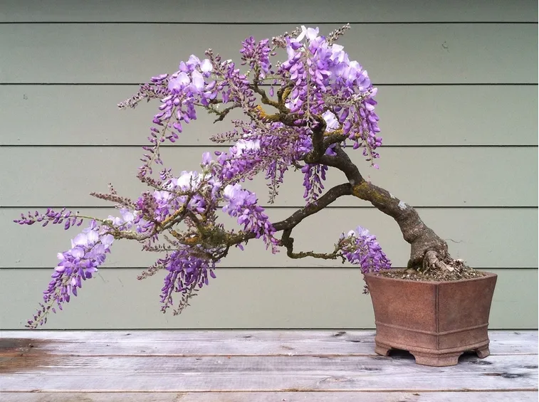 Glicini bonsai