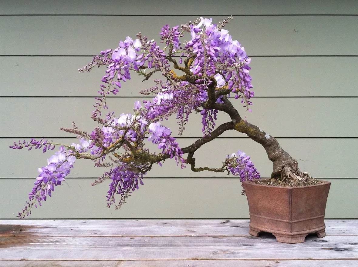 Glicini bonsai
