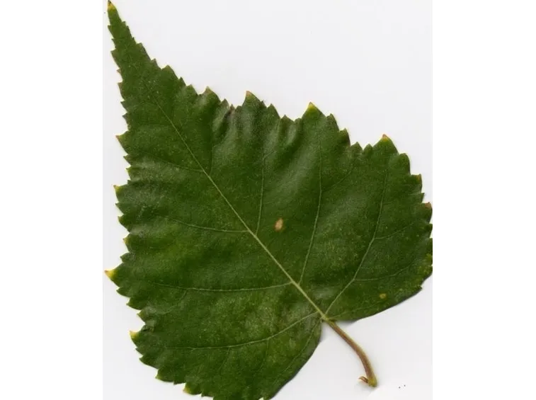 Il cemiostoma del melo o leucoptera malifoliella (=scitella) costa