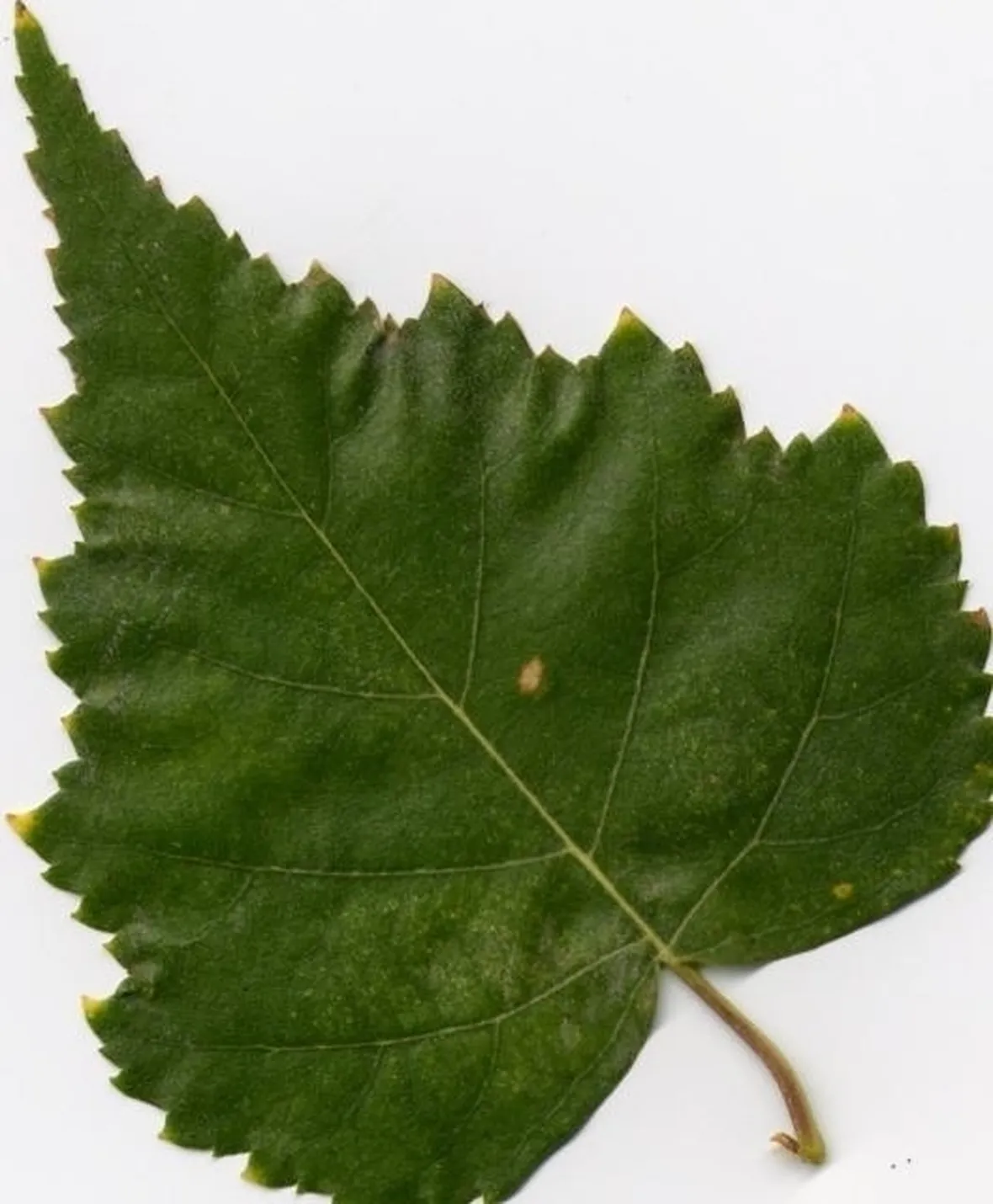Il cemiostoma del melo o leucoptera malifoliella (=scitella) costa