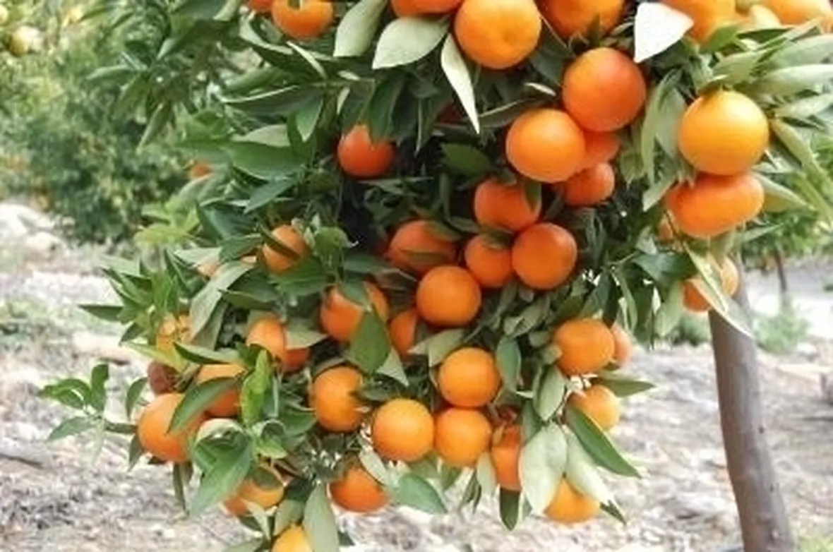 Il miele, un regalo della natura