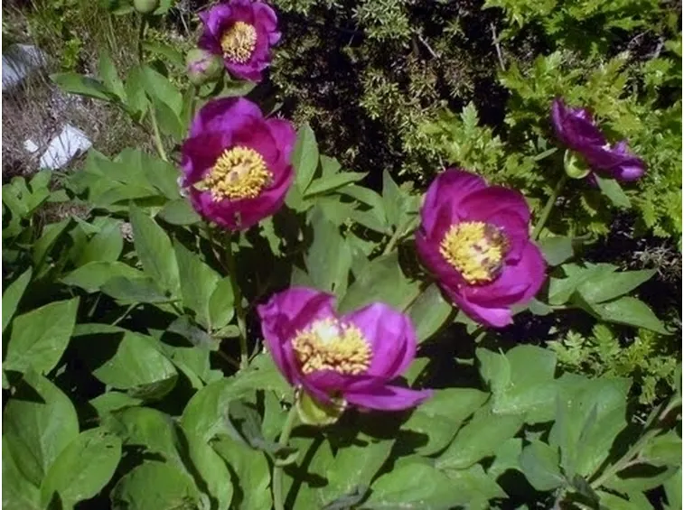 Il significato della peonia