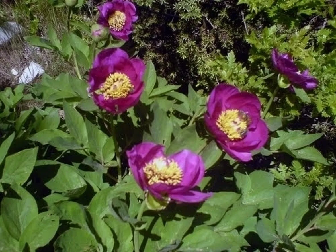 Il significato della peonia