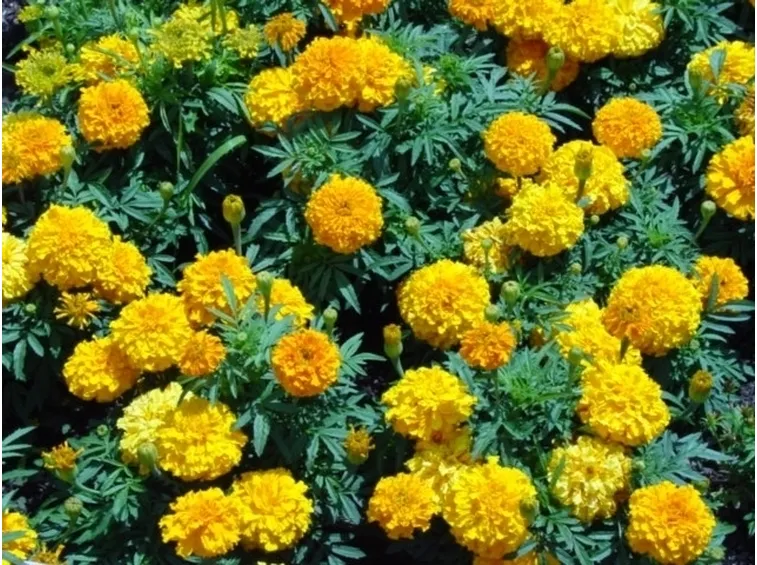 LA CALENDULA
