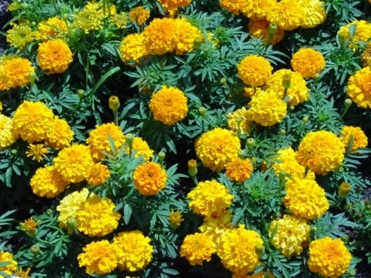 LA CALENDULA
