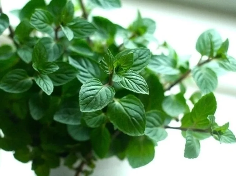 LA MENTA: CARATTERISTICHE GENERALI ED UTILIZZO