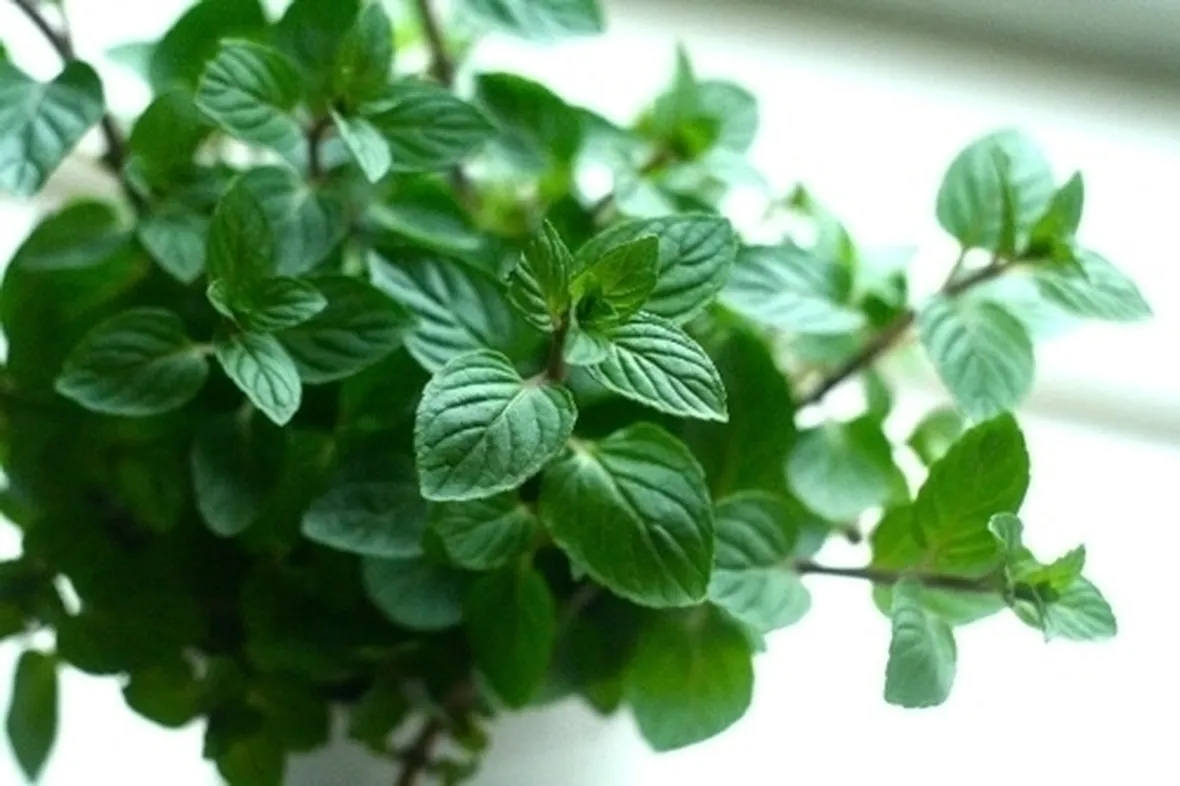 LA MENTA: CARATTERISTICHE GENERALI ED UTILIZZO