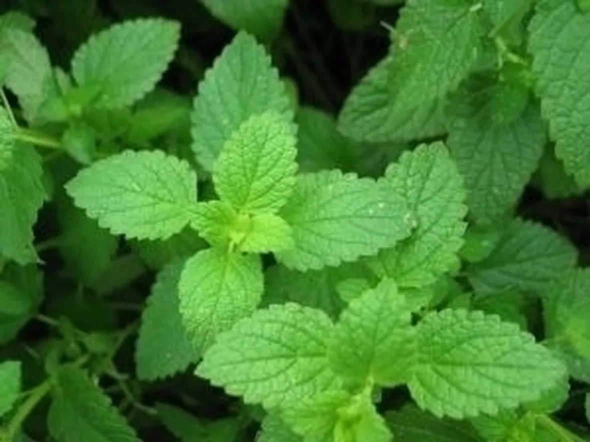 La menta in cucina