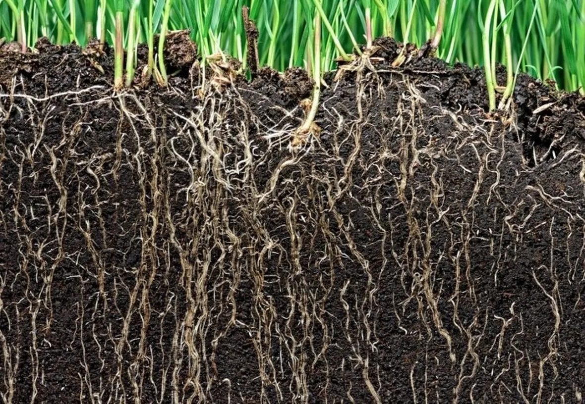 La radice