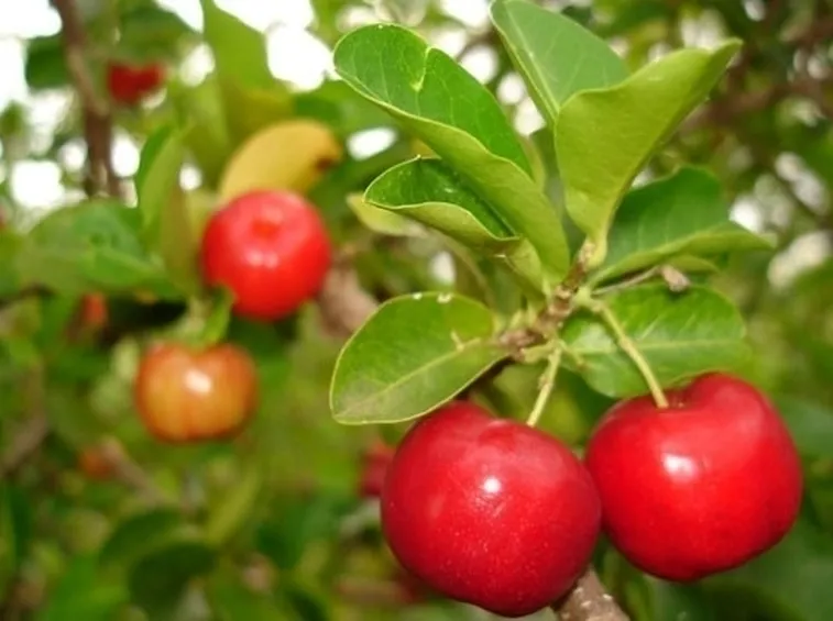 Le piante da frutteto