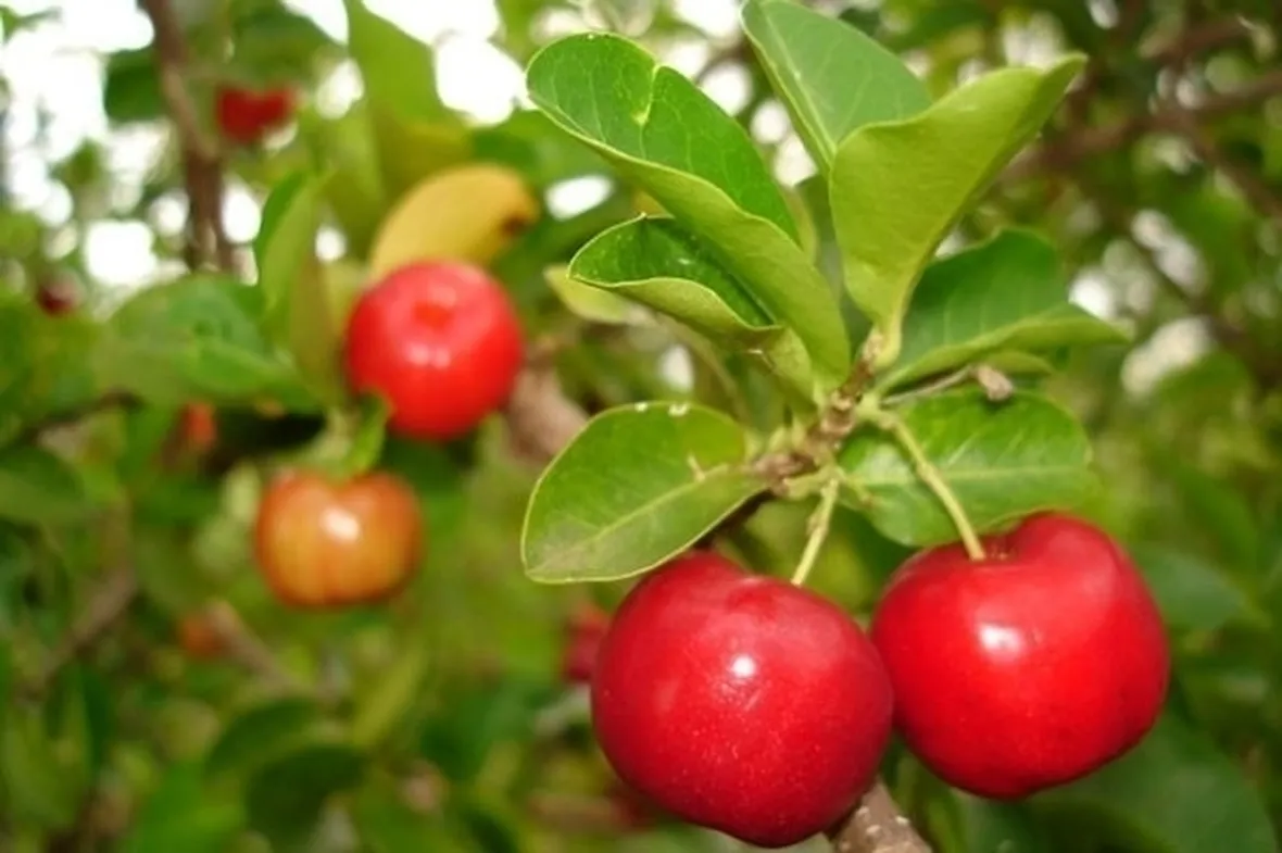 Le piante da frutteto