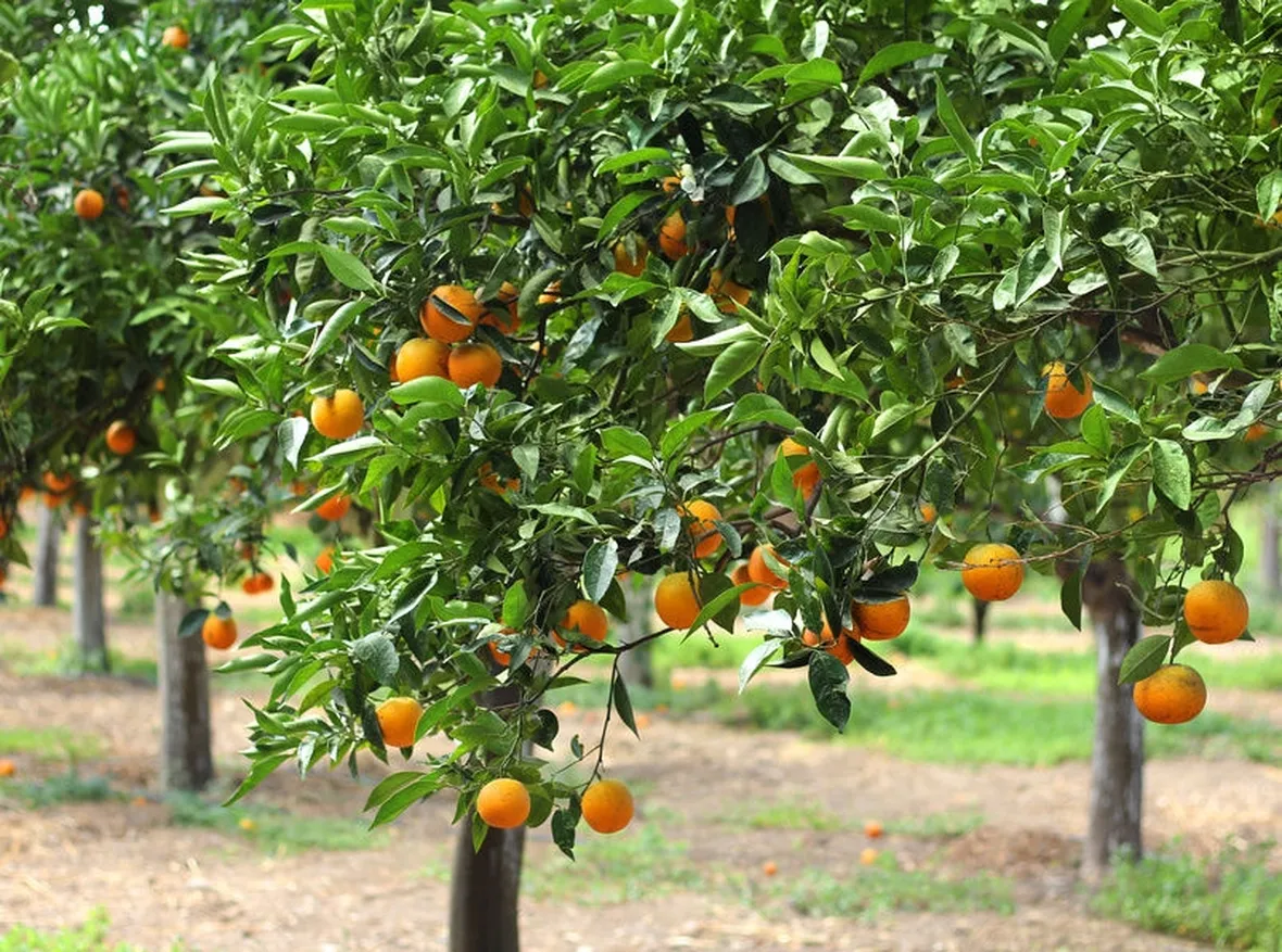 Le varie sottocategorie nelle quali è possibile classificare le singole specie di fitofagi, che hanno caratteristiche apparentemente similari e molte abitudini differenti