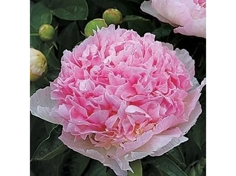 Malattie della peonia
