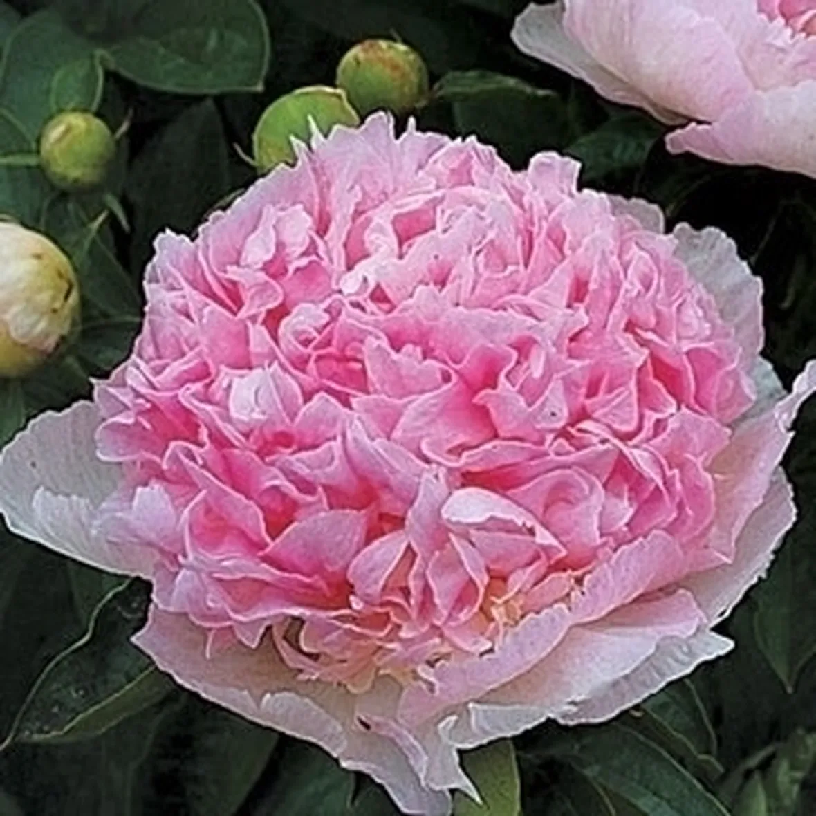 Malattie della peonia