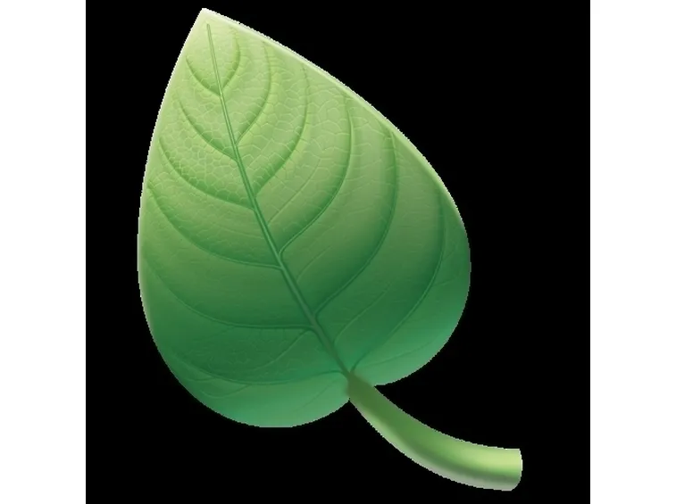 Malattie dell'orchidea e relative cure