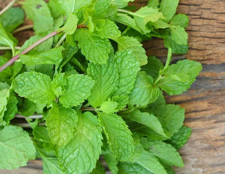 Menta