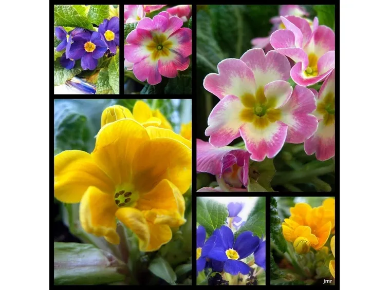 Moltiplicare la primula del capo
