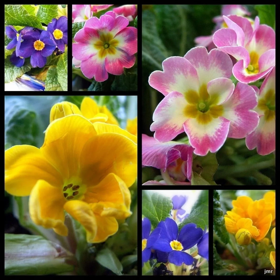 Moltiplicare la primula del capo
