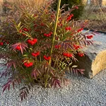 Come si presenta la nandina e perché le foglie diventano rosse