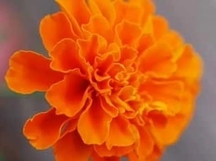 Origini della Calendula