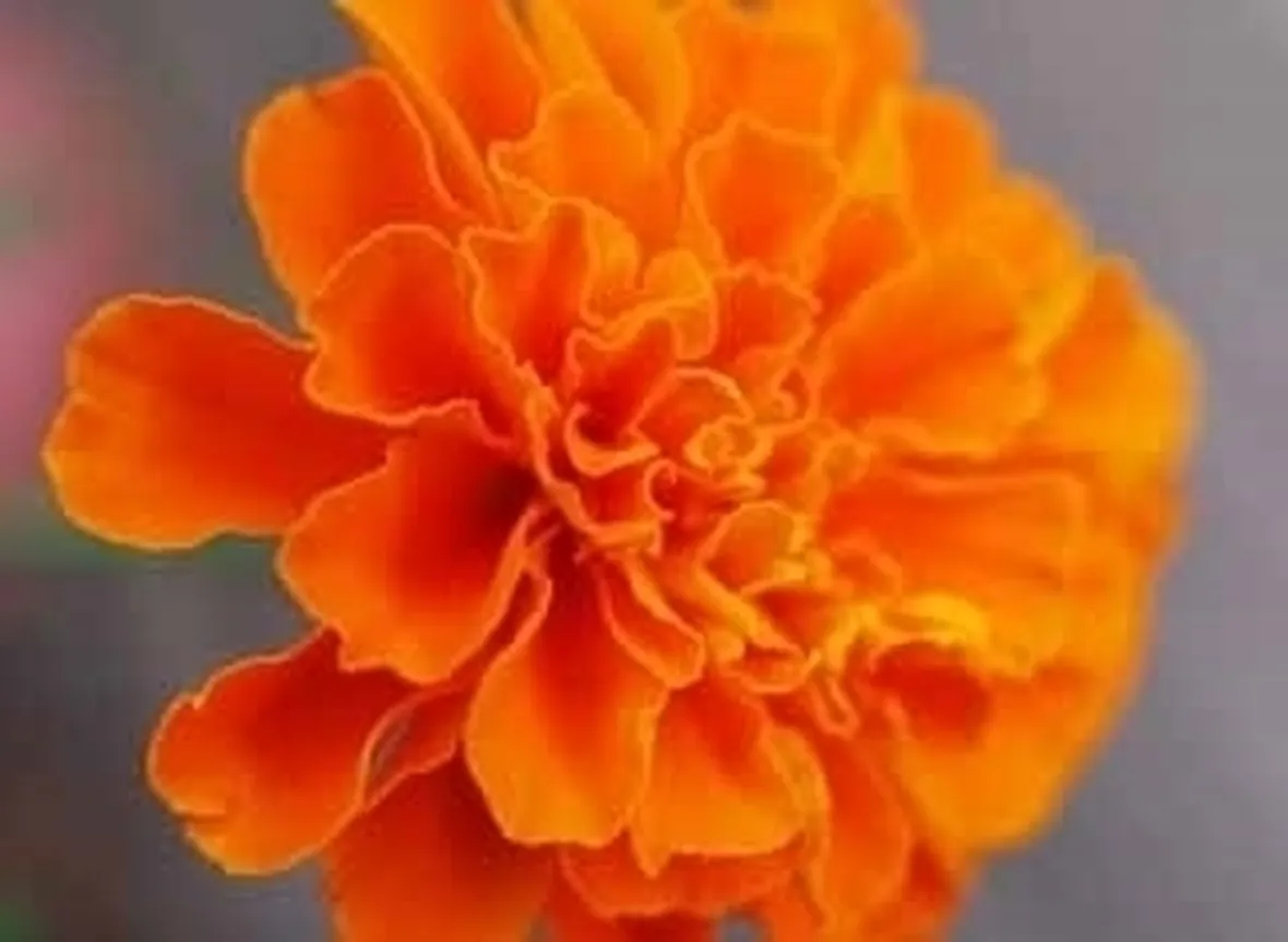 Origini della Calendula