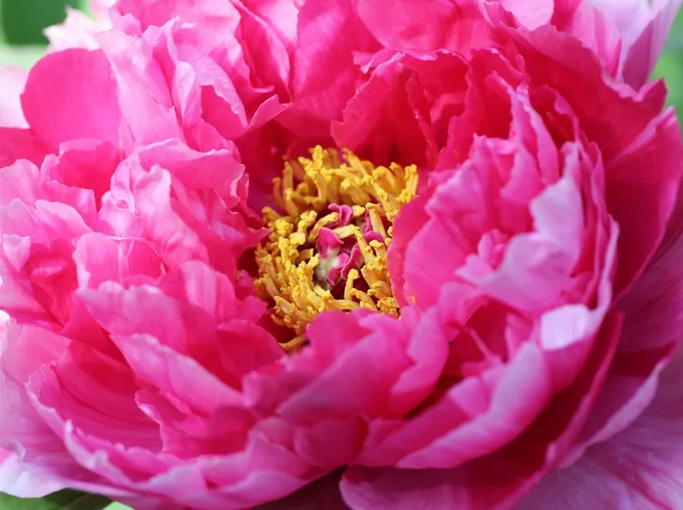Peonia-17