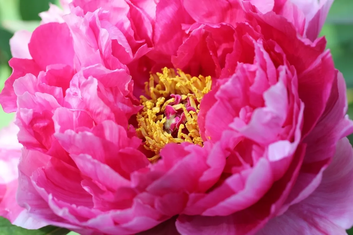 Peonia-17
