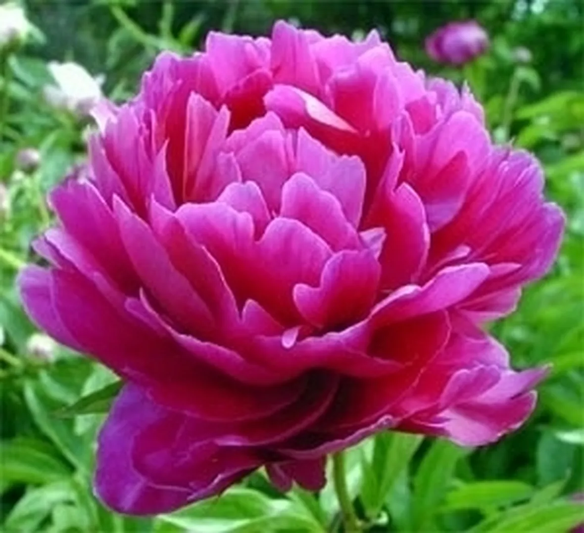 Peonia-18