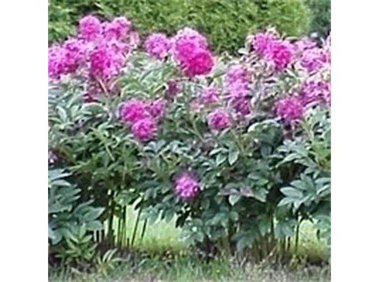 Peonia-19