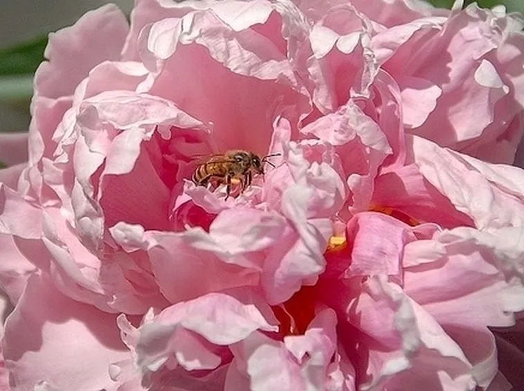 Peonia-20