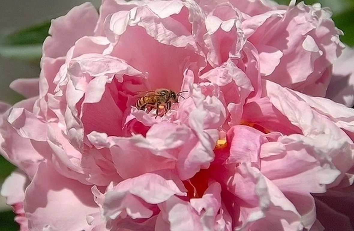 Peonia-20