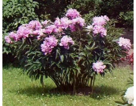 Peonia-21