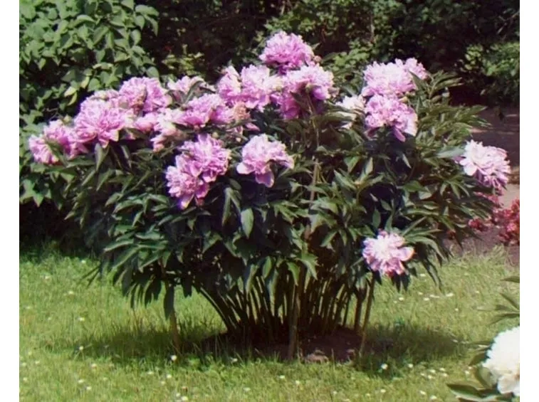 Peonia-21