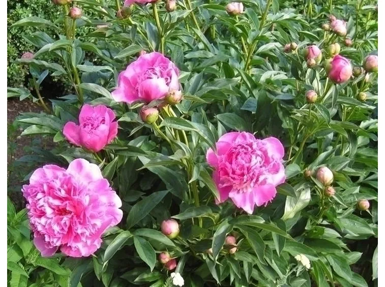 Peonia-23