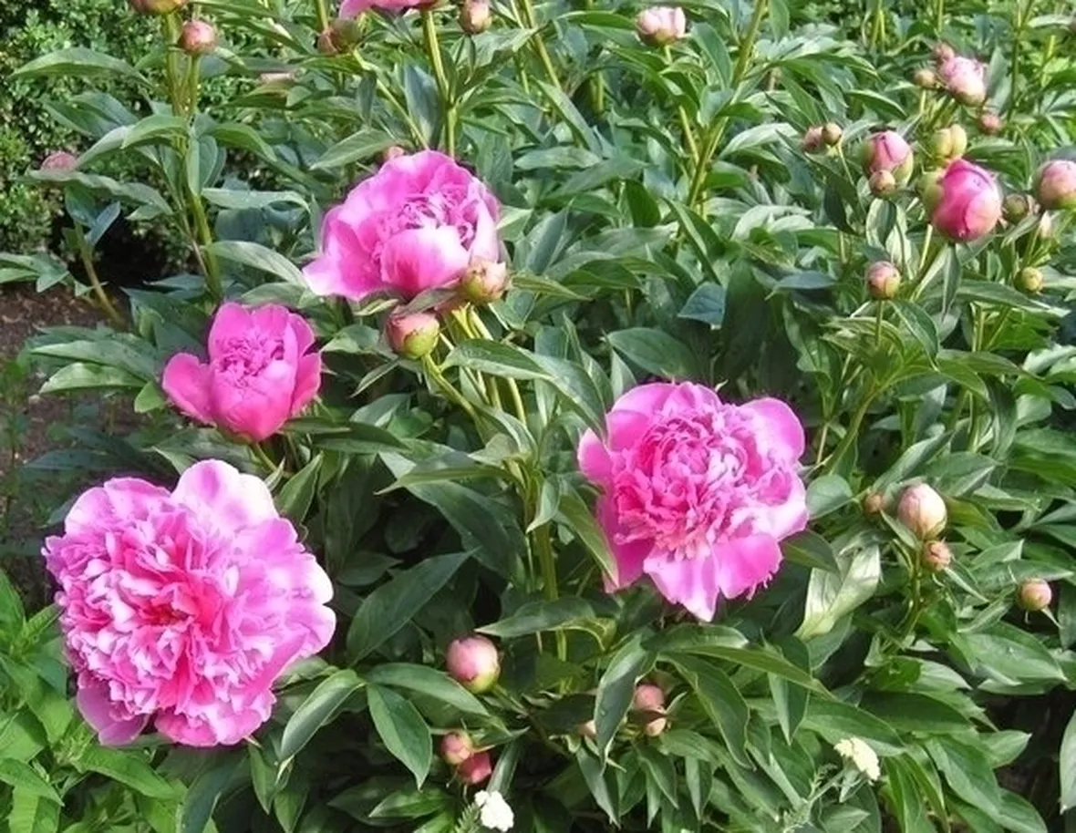 Peonia-23