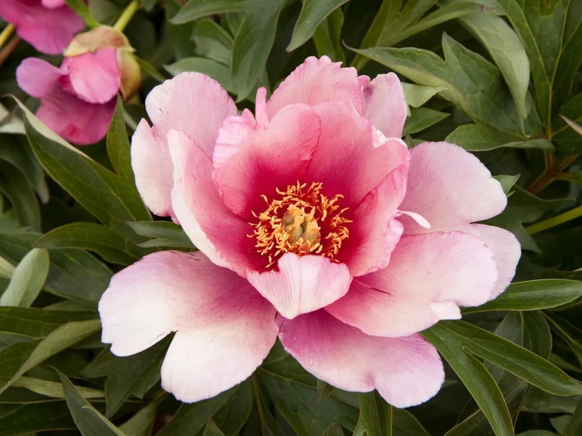 Peonia-24