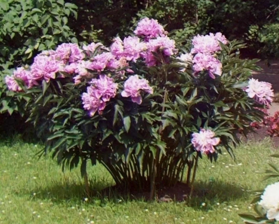 Peonia-25
