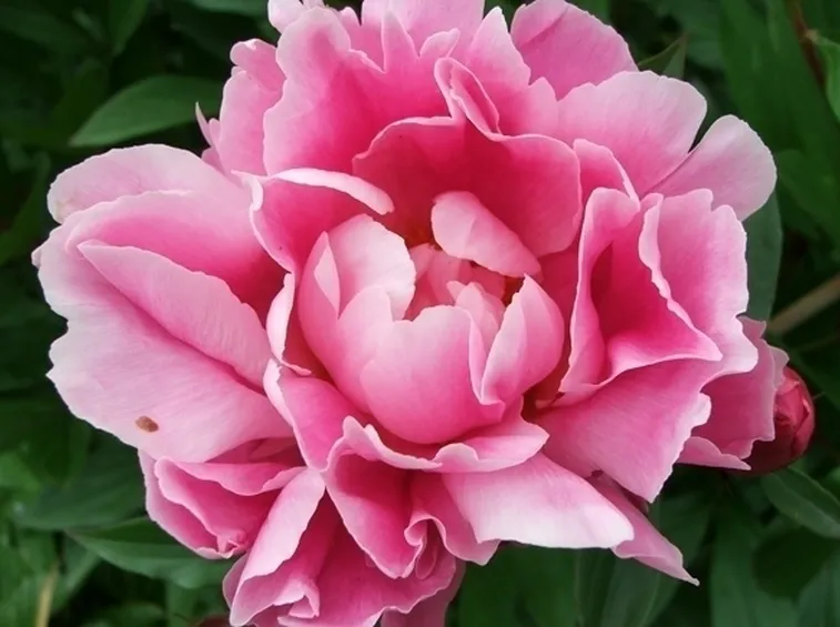 Peonia-26