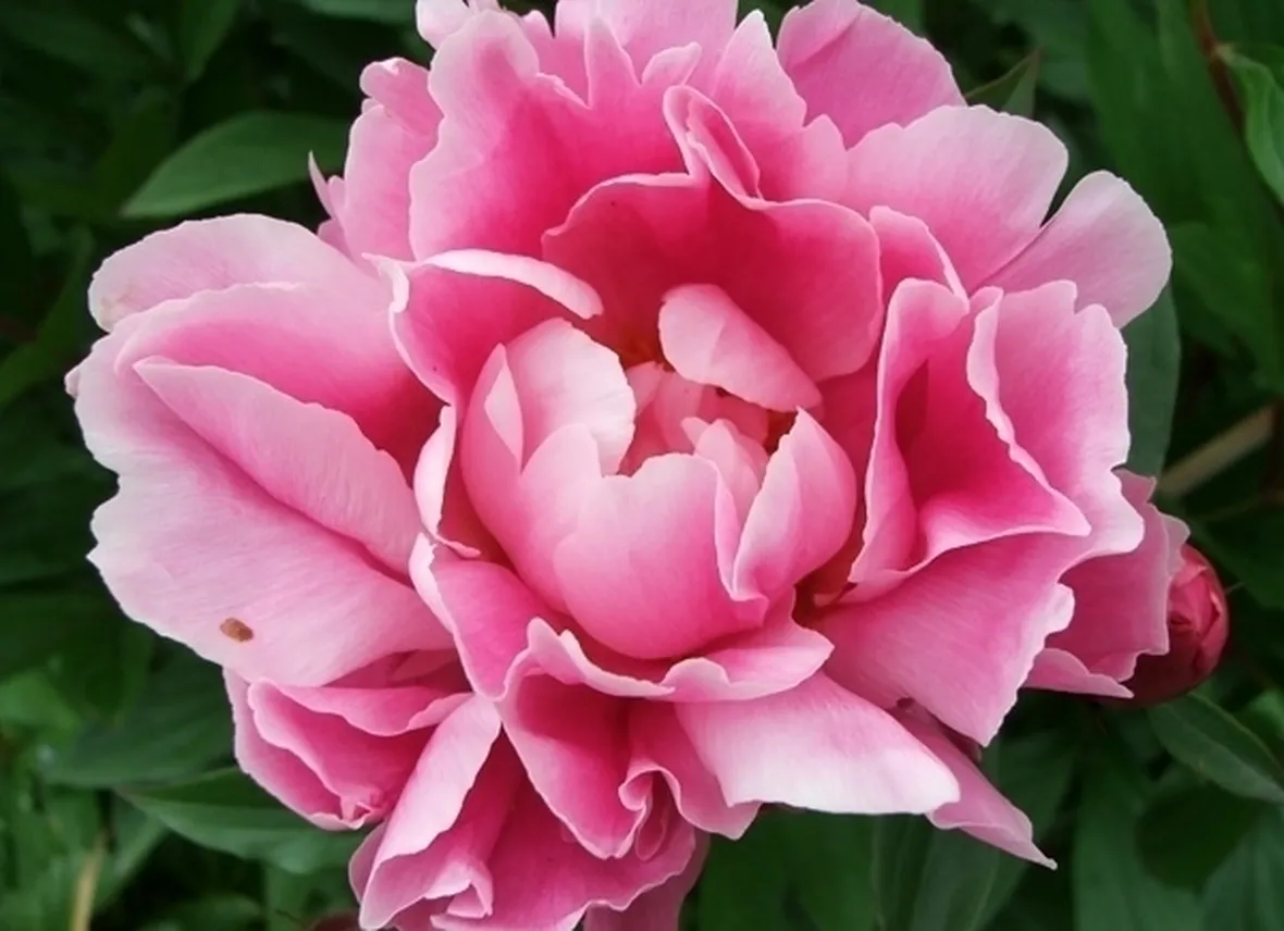 Peonia-26