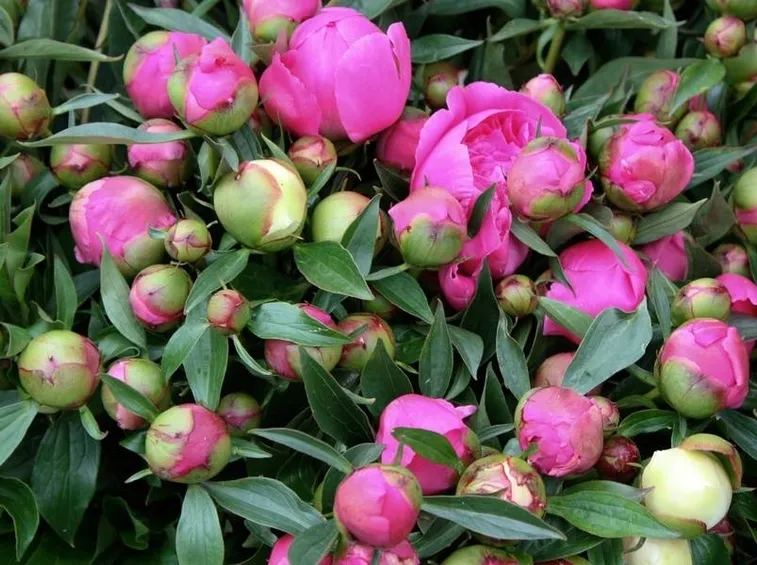 Peonia-27