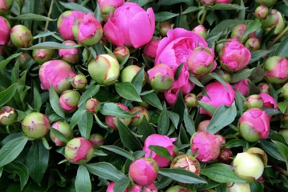 Peonia-27