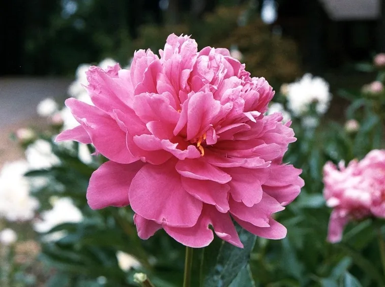Peonia-28