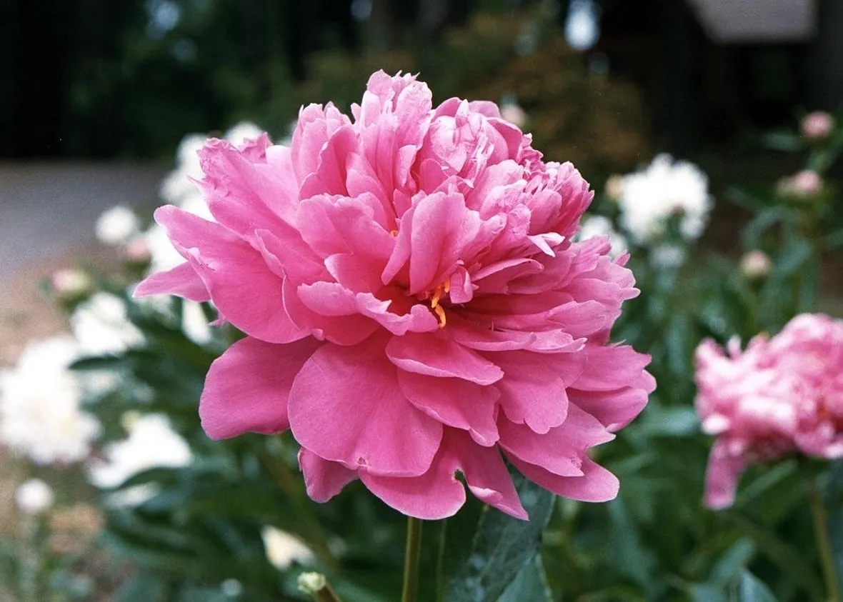 Peonia-28